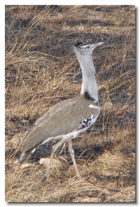 TA 74 - Kori Bustard